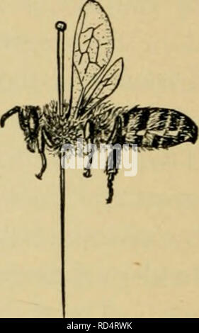 . Entomologia elementare. Entomologia. Fig. 483. Che mostra il metodo di pinning Coleoptera (Dopo Washbum) montate su perni a gomito, o sui bit di sottile filo di argento {ininntic7i- nadeln), che sono bloccati tramite bit di sughero o di midollo e segnato come un punto di cartone. Ditteri. In Diptera il perno viene eseguita attraverso la parte centrale del torace e le ali, se non si è diffusa, dovrebbe essere esteso. In lunghe zampe vola, come la gru-fly, le gambe dovrebbe essere supportata fino a quando il campione è a secco. In effetti non è una cattiva idea mettere un permanente pezzo di cartoncino sui perni tenere- ing tali esemplari. La SMA Foto Stock