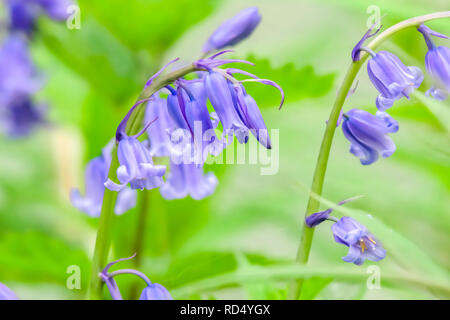 Bluebells crescente sul suolo della foresta sul luminoso verde e naturale sfondo sfocato.Close up immagine di fiori selvatici con.la fotografia naturalistica UK. Foto Stock