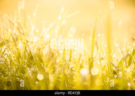 Sunrise e gocce di rugiada di mattina su foglie di erba.bokeh bella e calda,tonalità oro.Livello di massa ,natura uk.La bellezza naturale e magico mondo. Foto Stock