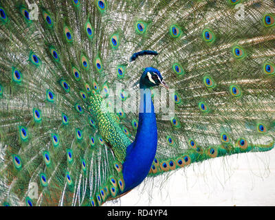 Peacock aprendo le sue piume a LA Arboretum, Arcadia, CA Foto Stock