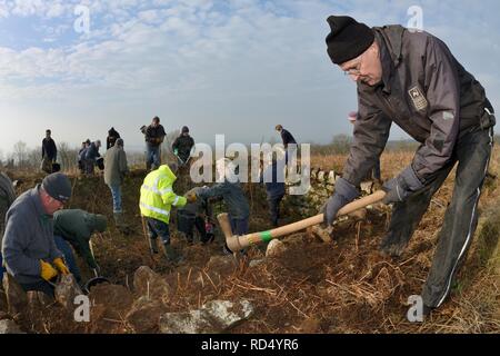 Le erbacce di essere cancellati da un incolto, dewpond abbandonati durante i lavori di ristrutturazione per favorire l'utilizzo di grandi tritoni crestato (Triturus cristatus), Somerset. Foto Stock