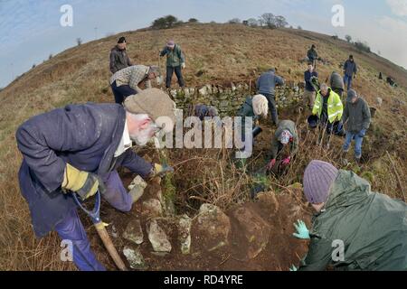 Le erbacce di essere cancellati da un incolto, dewpond abbandonati durante i lavori di ristrutturazione per favorire l'utilizzo di grandi tritoni crestato (Triturus cristatus), Somerset. Foto Stock