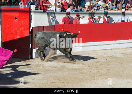 La corrida in Alcochete. Bull inserendo l'arena, Alcochete, Provincia di Setubal, Portogallo Foto Stock