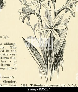 . Dell'enciclopedia di American orticoltura comprendente suggerimenti per la coltivazione di piante orticole, descrizioni delle specie di frutta e ortaggi, fiori e piante ornamentali vendute negli Stati Uniti e in Canada, insieme geografico e biografie. Il giardinaggio. VfU I. Tritonia Pottsi (X K). ing arto del obovate o oblungo quasi segmenti uguali. Tlu stami sono 3, inserito in th( ramificato st le, npeni: 3 capsula valvolata. A. cade-segmenti crocita, Ker-Gawl. Sottile e semplice o ramificato dalla base, cuscinetto pochi fls. allentato su 1 facciate racemi: fl. circa 2 in. attraverso, ta Foto Stock