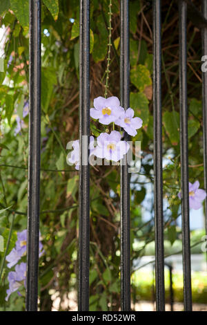 Piccola rosa pallido/malva fiori appesi giù da un albero nel giardino della principessa Diana, Cuba Foto Stock