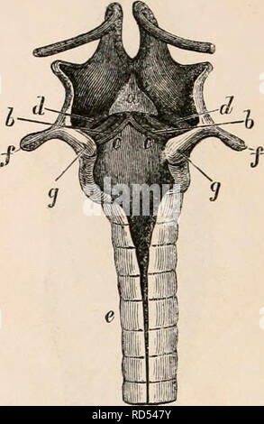 . Il encyclopaedia - Wikizionario di anatomia e fisiologia. Anatomia e fisiologia; Zoologia. 1. La laringe del coniglio di cui aperto. 2. Vista laterale della stessa, esternamente. a, epiglottide ; b, tiroide; d, cricoid; c, crico-thy- roid legamento; e, trachea. Hi/strix cristata, Istrice-Vocal liga- zioni assente. I VENTRICOLI di Morgagni nessuno. Voice muto. Castor fiber. Il Beaver.-laringe : II. 0'4*.5 a. Epiglottide triangolare, avente un verticale rap ha sulla sua superficie posteriore terminante in un sac delimitata dai legamenti vocal. Arytenoids piccole e conica. Corde vocali : L. 0'25 a. Trachea 22 anelli. Voce acuta. Mus Rattu Foto Stock