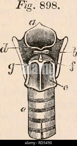 . Il encyclopaedia - Wikizionario di anatomia e fisiologia. Anatomia e fisiologia; Zoologia. La laringe di S. JEthiops. d, lingua; b, epiglottide; c, apertura a sac; e, superior corde vocali; /, inferiore corde vocali; una, ventricoli di Morgagni; g, un solco verticale; k, trachea. lato. Arytenoids come in L. mongoz. Carrello cuneiforme, assente. Sesamoidi b oblunga (maschera. 898). C. di Santorini triangolare. Carrello Interarticular.. Vista posteriore della laringe dei Phyllostoma spettro. a, epiglottide ; b, sesamoidi ; d, di giunzione del carrello, di Santorini ; f, interarticular carrello.; g, sollevato margini di cricoid carrello.; c, superficie di cri- c Foto Stock