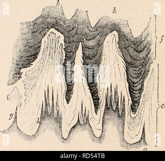 . Il encyclopaedia - Wikizionario di anatomia e fisiologia. Anatomia e fisiologia; Zoologia. Una papilla filiformi prese dal dorso di una linguetta in cui il pelo era molto sviluppato. (Mag. 30 diam.), embricata epitelio squamosa investendo il cylin- drical porzione della papilla; b, inizio- mento della sua rottura ; c, la sua separazione in ultimate processi filamentosi; d, il profondo strato di epitelio esposta mediante la rimozione dei più superficiali squamosa. * Potrebbe non essere queste varietà spiegare il corrispondono- ing diversità di acuzie del senso del gusto, •che abbiamo così spesso trovare in differenti in Foto Stock