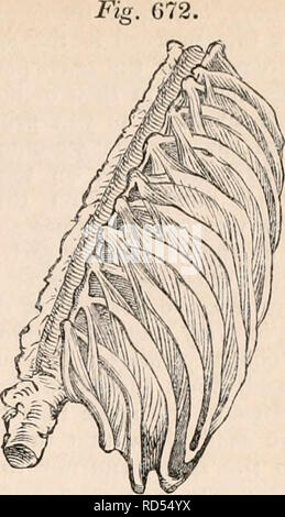 . Il encyclopaedia - Wikizionario di anatomia e fisiologia. Anatomia e fisiologia; Zoologia. Intercostals esterno. - Vista anteriore. strato, dove termina con la parte ossea della nervatura e^zg. 672. La vista posteriore, iniziando a vertebre. (B) Intercostales interni.- questi, come il suo nome implica, sono interni al al di sopra dello strato. Le fibre sono analogamente oblique e hanno una direzione contraria, verso il basso e indietro percorrendo il primo strato. Essi iniziare lo sterno, riempire il intercartilaginous spazi, e parte del interosseous spazi, e terminano in corrispondenza degli angoli delle nervature. Fig. 671 Foto Stock