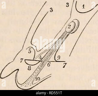 . Il encyclopaedia - Wikizionario di anatomia e fisiologia. Anatomia e fisiologia; Zoologia. Testicolo (anatomia normale). derivano da" il più grande più vicina i trunk e immettere la sostanza del premistoppa a sua pos- terior parte. Arteria della vas deferens, dal quale il gubernaculum è principalmente sup- impaccati, è quasi grande come spermatica. Lungo corso tenuto da le arterie e le vene del testicolo quando nello scroto è così ex- affinata dal sito originale dell'organo, alla circostanza che deve inoltre essere attribuita la brusca curva verso l'alto del vas deferens dall epididimo, le due essendo continuo Foto Stock