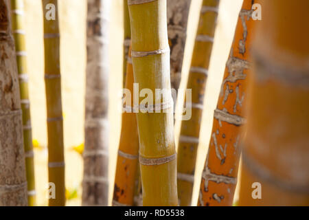 Chiudere astratta di ups di palme con interessanti sfumature naturali di verde giallo e arancione Foto Stock