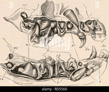 . Il encyclopaedia - Wikizionario di anatomia e fisiologia. Anatomia e fisiologia; Zoologia. Denti. 909 dente (m. I), che è funzionalmente analoga a tition, arco m. 2 nella mascella superiore, m. 2 e m. 3 Il carnassial sopra, è anche, come nel cane, il nella ganascia inferiore ; p. nella mascella superiore, /;. 1 La Fig. 582.. 7772 decidui e denti permanenti in la. Cane (Canis). prima della vera e propria serie molare e la omo e p. 2 in la ganascia inferiore ; così che illustra il tipo di il piccolo dente tubercolare (m. 1) sopra, regola sopra enuntiated, che quando il rapporto molare e le omologie dei denti permanenti serie cade a corto o Foto Stock