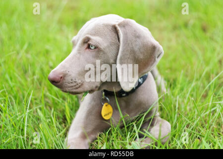 Un cucciolo Weimaraner pensively seduta in erba Foto Stock