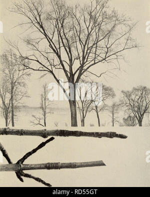 " Il libro genealogico : una famosa guida per una conoscenza degli alberi del Nord America e ai loro usi e la coltivazione" (1920) Foto Stock