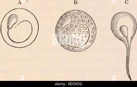 . Il encyclopaedia - Wikizionario di anatomia e fisiologia. Anatomia e fisiologia; Zoologia. Vescicole di sviluppo degli spermatozoi dai testicoli del cane. siderable numero di essi in una comune cisti è insolita; ma essi possono, secondo Kol- liffer dichiarazione della quantità di venti. La dimensione delle cisti dipende naturalmente dal numero e lo stato di sviluppo di vescicole racchiude. Di solito essa ammonta a circa 1 ///  . "' TotJ TfcT • per perseguire la genesi delle vescicole di sviluppo, sarà trovato che essi sono prodotti all'interno di celle, secondo la legge della forma endogena Foto Stock