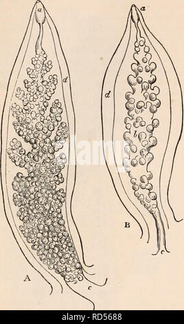 . Il encyclopaedia - Wikizionario di anatomia e fisiologia. Anatomia e fisiologia; Zoologia. Secrezione biliare e gli organi sono così intimamente connessi in questo genere, che non è facile ricordare la Fig. 316.. Apparato biliare di Eolis. Un, brachiale papilla di E. papillnsa, esibendo il premistoppa b e il condotto c; anche una vescicola ovale, un, apparentemente un organo di difesa e a d la parete della guaina interna; B, brachiale papilla di E. Farrani, che mostra le stesse parti, (dopo Ontano e Hancock.) i limiti di ogni ; essi sembrano differire in diverse specie. In E. papi/losa, il canale centrale è evidentemente un conti Foto Stock