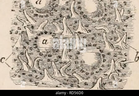 . Il encyclopaedia - Wikizionario di anatomia e fisiologia. Anatomia e fisiologia; Zoologia. Stomaco e intestino. 357 dell' intestino mediante luce riflessa in un luogo corret- molto caratteristico aspetto. * In modo simile, le Villi nel loro immedi: bourhood spesso appaiono a irradiare verso l'esterno Fig. 269 La spesa per un cluster di follicoli agminate, abbiamo modo le villi nel loro immediato neigh- vedere che la sua superficie (wliich è sollevato al di sopra del resto dell'intestino, ma non ha molto precisa linea di demarcazione da esso) è occu- pied da un certo numero di irregolarità superficiali de- pressions (MI), fig. 267.), a tolerably uniforme di dis- tances Foto Stock