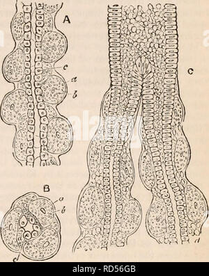 . Il encyclopaedia - Wikizionario di anatomia e fisiologia. Anatomia e fisiologia; Zoologia. Stomaco e intestino. 323 Esse ovunque legato un tubo con un dis- tinct calibro. Nella regione cardiaca, è soltanto le creste e la parte superiore dei tubi, che sono coperti da epitelio colonnare. In corrispondenza del primo (B b,fig. 248.) o seconda biforcazione del tubo primario, il carattere della sua lin- Irom llliT quindi del tutto cambia: e poi per la loro forma arrotondata estremità cieca, i tubuli secondario sono immediatamente rivestito da particolari cellule ovale (B c, maschera. 248.). Queste cellule sono analoghi a quelli osservati nell'uomo s Foto Stock