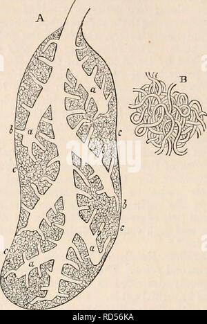 . Il encyclopaedia - Wikizionario di anatomia e fisiologia. Anatomia e fisiologia; Zoologia. 276 RESPIRAZIONE. Il sangue viene versato nel sistema polmonare al lato sinistro della rete delle vie respiratorie. La cur- affitto, pertanto, entrare nel padiglione auricolare sinistro non è puro sangue arterioso : esso è legato da quello venoso rivolo ricevuto dal sistema bronchiale, - una caratteristica di rettile rintracciabili nell'organizzazione umana. Da una terza classe di osservatori non è detto che i capillari polmonari e quelli del sistema bronchiale di navi intimamente inosculate. La precisione di soluzione di questa questione è difficile, in consequ Foto Stock