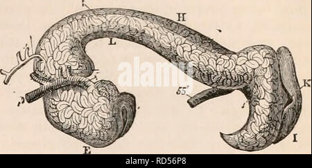 . Il encyclopaedia - Wikizionario di anatomia e fisiologia. Anatomia e fisiologia; Zoologia. REPTILIA. 319 Questa porzione della cloaca è delimitata sia anteriormente che posteriormente da un anello sporgente in- ternally, composto di forti fibre muscolari, •che formano due muscoli dello sfintere. La seconda porzione della cloaca ha le sue pareti più sottili rispetto a quelli precedenti. Il longi- tudinal pieghe della mucosa della prima porzione termina improvvisamente con l'eccezione della piega mediana, che è costitui- tinued intorno alla cessazione dell'uretere, che lo racchiude, come tra due grandi labbra, che vengono poi prorogato in s Foto Stock