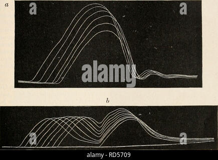 . Elektrophysiologie. Die Formänderung' des Muskels bei der Thätigkeit. 99 steigend" (im Stadium der sinkenden Energie) summirter Zuckungen, welche durch je zwei maximale Inductionsströme ausgelöst werden, die Gipfelzeit mit steigender Gipfelhöhe abnimmt (Fig. 48). Muore prägt sich an den beistehenden Curvenreihen, bei welchen die Stelle des zweiten Reizes unverändert bleibt, die während des ersten beliebig davon entfernt werden kann, dadurch aus, dass der Gipfel der summirten Zuckung um in modo weiter nach momento dem des ersten Reizes hinrückt, je höher er liegt. Vergleicht man eine aufsteigen Foto Stock