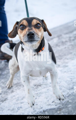 Jack Russell Terrier fuori per una passeggiata su una strada innevata in inverno Foto Stock