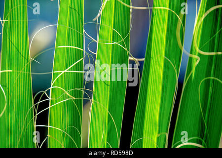 Foglia di palma. Close-up del battente di una ventola della California palm (Washingtonia filifera), mostrandone le fronde di verde. Questa palma è nativo di deserto osa Foto Stock