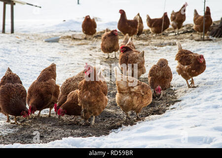 Galline allevate a terra [Gallus gallus domesticus] In una fredda giornata invernale, pollo-run coperte di neve Foto Stock