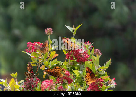 Molti orange fritillary farfalle sulla stella rossa fiori bush (Pentas lanceolata) sul verde scuro dello sfondo bokeh di fondo Foto Stock