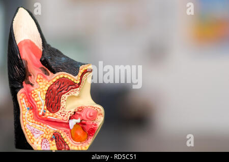 Orecchio anatomia stampo Foto Stock