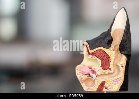 Orecchio anatomia stampo Foto Stock