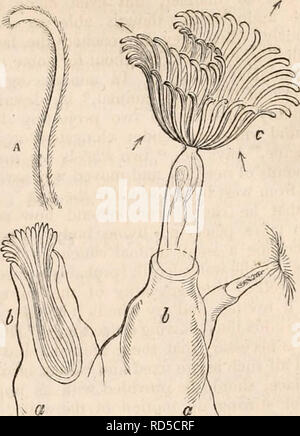 . Il encyclopaedia - Wikizionario di anatomia e fisiologia. Anatomia e fisiologia; Zoologia. Le ciglia. 609 Gleichen,* in 1.778, descritto le correnti prodotte dal vorticellse. In un precedente lavoro essere ascritta una agitazione di piccoli organismi che egli aveva osservato nel prossimo- il cofano di una delle Infusoria, ad un motore elettrico o una forza magnetica, non avendo percepito le ciglia.f FontanaJ descritto l'apparato rotatorio del Rotifer e il suo uso ; egli ha concepito che la sua rotazione apparente è stata prodotta dal successo- sive elevazione e depressione delle ciglia che la circondano. Il più recente di scrittori che hanno inves- Foto Stock