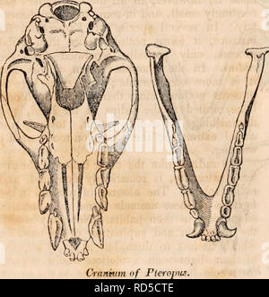 . Il encyclopaedia - Wikizionario di anatomia e fisiologia. Anatomia e fisiologia; Zoologia. Cranio i&GT;f Cranio di Phyllostoma. Il jugal osso è piccolo in la maggior parte dei pipistrelli e molto stretto. Il superiore osso mascellare è notevolmente allungata in questo ordine, particolarmente in. I generi frugivorous. La differenza in questo senso e che esiste tra il frugivorous e insettivori forme è shewn nel cranio di un Pteropus appartenenti alla ex (maschera. 281, 282, 283), e un Phyllostoma a quest'ultimo gruppo (maschera. 284, 285, 286). Nel primo caso la porzione occupata dai denti completamente uguale in lunghezza il Foto Stock