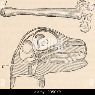 . Il encyclopaedia - Wikizionario di anatomia e fisiologia. Anatomia e fisiologia; Zoologia. MARSUPIALIA. 327 ressity per una tale struttura, per lui dissezionati ?wo piccoli feti mammaria del Kangaroo per il particolare scopo di mostrare la rela- zione della laringe alla parte posteriore delle narici. L'epiglottide e cartilagini arytenoid sono allungate e approssimate e la rima glottidis viene quindi a trovarsi in corrispondenza del vertice di un cono-sagomato della laringe (maschera. 142, c) che sporge, come in Cetacea, all'interno della sezione posteriore delle narici, dove essa è strettamente abbracciato dai muscoli del palato molle. L'aria-passaggio (6) è quindi completamente se Foto Stock