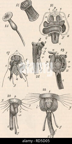 . Il encyclopaedia - Wikizionario di anatomia e fisiologia. Anatomia e fisiologia; Zoologia. PTEROPODA. 175 sia tentacolo (fig. 110. 10 e 11,*), o l'orifizio (fig. 110. 12, /), attraverso la quale esso è sporgente : le due superfici piane sono separati gli uni dagli altri quando i corpi sono chiusi da una fessura longitudinale (p), i margini di cui formano due labbri di spicco (o o). I tentacoli laterali (£) sono di forma cilindrica liscia, e terminato da extremi arrotondata- legami. Esse sono cave e nel loro interno, tre fasce longitudinali del muscolo e un nervo di notevoli dimensioni sono distinguibili, in modo che essi possano b Foto Stock