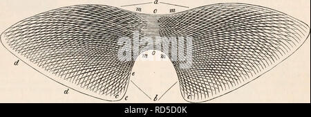 . Il encyclopaedia - Wikizionario di anatomia e fisiologia. Anatomia e fisiologia; Zoologia. PTEROPODA. 173 scorrono trasversalmente dalla faccia dorsale all'aspetto ventrale del corpo e di delimitazione che separa i loro orifizi. Apparato locomotore.-La locomotiva ap- paratus del Pteropoda è costruito su la maggior parte dei principi peculiari, costituito da una coppia di fin-come espansioni attaccato a ciascun lato del collo dell'animale. Queste alette o, come essi sono comunemente chiamati, ivings nella Clio hanno un notevole struc- ture, le due essendo continua con ciascun altro attraverso l intervento di una parte centrale che si estende Foto Stock