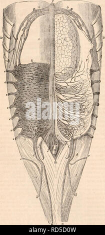 . Il encyclopaedia - Wikizionario di anatomia e fisiologia. Anatomia e fisiologia; Zoologia. 578 CETACEA. proporzione. L'aorta addominale non inviare qualsiasi iliache esterne, ma è continuato sotto la coda nel canale dei processi di qualità inferiore, da dove le sue ramificazioni sono dis- attribuita ai muscoli che muovono questo organo. Le modifiche del sistema venoso sono per molti versi analoghe a quelle delle arterie. Fig. 266. La scomparsa dei membri a posteriori la quantità di sangue contenuta nel vascu- ha provocato che le navi che dovrebbero lar il sistema sembra essere proportiona Foto Stock