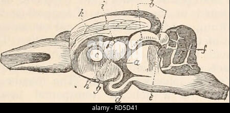 . Il encyclopaedia - Wikizionario di anatomia e fisiologia. Anatomia e fisiologia; Zoologia. MARSUPIALIA. 295 dei mammiferi e che esiste in aggiunta per la commissura ippocampo, è che vogliono nel cervello del Wombat; e come lo stesso defi- ciency esiste nel cervello del grande e Bush canguri, il Vulpine Phalanger, la Pera- meles lagotis, il ursine e gestire la Dasy- ures e il Virginian opossum, è molto probabilmente la caratteristica cerebrale del mar- supial divisione dei mammiferi. Nella modifica del commissurale ap- paratus sopra descritto, Marsupialia pre- inviato una struttura del cervello whic Foto Stock