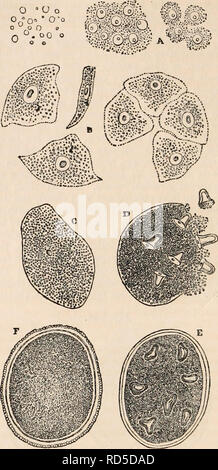 . Il encyclopaedia - Wikizionario di anatomia e fisiologia. Anatomia e fisiologia; Zoologia. [120] OVUM. o è piuttosto una raccolta o aggregazione di un certo numero di germi circondato da un comune tuorlo; infatti, come è stato suggerito un ovuli- rian sac contenente un numero di ovuli.* Il modo in cui gli spermatozoi di raggiungere gli ovuli per la fecondazione non sembra essere stata accertata con precisione. Entozoa.-l'ovology del Helmintha o Entozoa ha ricevuto notevole atten- zione da physiologists, sia sul conto dell'interessante la natura dei fenomeni di pre- rappresentato dal suo studio e a causa dell'ansia di d Foto Stock