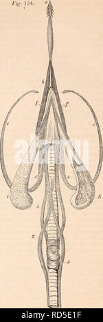 . Il encyclopaedia - Wikizionario di anatomia e fisiologia. Anatomia e fisiologia; Zoologia. 316 AYES. bande dalla parte inferiore e il bordo interno della ganascia inferiore; questi si uniscono e circondano il cerato- hyals o cornua del os hyoides; e come essi trascinare in avanti il os hyoides, sporgere la linguetta dal becco. 4th. Il cerato-hyoideus passa dal rerato-hyal alla ufo-hyal, e perciò è sottomesso ai movimenti laterali della lingua. 5th. Il Sterno-hyoidei sono sostituiti da uno slittamento di muscolo che si estende dalla superficie anteriore della parte superiore della laringe per essere attaccato alla base della glosso-hyal. 6th. A s Foto Stock