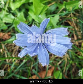 Noto anche come coffeeweed, ragged velisti e wild laurea pulsanti (29459027384). Foto Stock