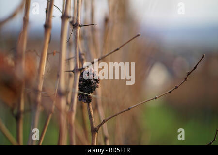 Appassiti grappolo di uva su un vitigno nel tardo autunno Foto Stock