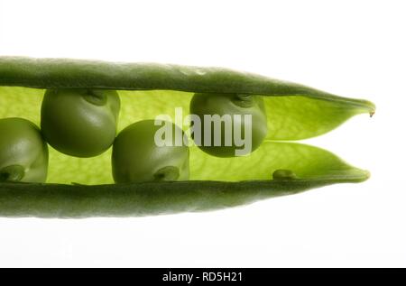 Piselli (Pisum sativum) nel pod Foto Stock