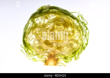 Cavolo, cavolo o voce cavolo (Brassica oleracea convar. capitata var. alba), sezione trasversale Foto Stock