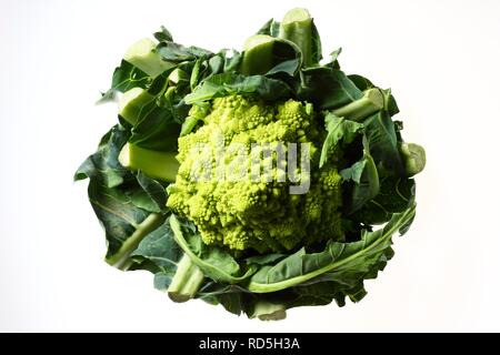 Romanesco broccoli, o cavolo romano (Brassica oleracea convar. botrytis var. botrytis), variante di cavolfiore Foto Stock