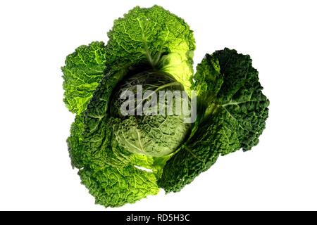 Cavolo verza (Brassica oleracea convar. Capitata var sabauda) Foto Stock