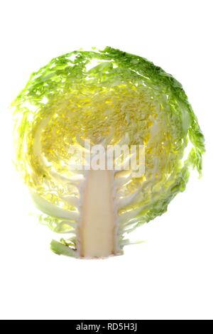 Cavolo verza (Brassica oleracea convar. Capitata var sabauda), sezione trasversale Foto Stock