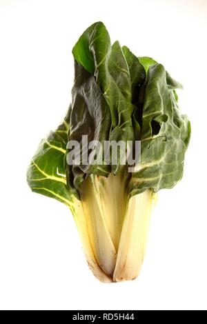 Bietole, bietole, silverbeet, perpetuo spinaci, bietole da, granchio barbabietola seakale barbabietole o mangold, (Beta vulgaris subsp. Foto Stock