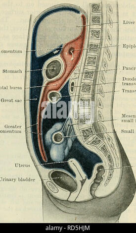 . Cunningham il libro di testo di anatomia. Anatomia. PEKITONEUM. 1235 fegato forame Epiploic Stomacl Omental bursa Pancreas duodeno, parte trasversale - colon trasverso apice del.la vescica al di sotto, dove di solito diventa molto più robusto. Laterale alla urachus e ad una certa distanza da esso (Fig. 965), che si trovano nello stesso tessuto grasso, (b) due più robusto cordicelle fibroso, obliterato arteriEe umbilicales (A.T. ob- literated hypogastric arterie), formando la plica umbilicalis lateralis dextra e sinistra. Risalire verso l'alto, anche questi diventano più snello e approccio la urachus, insieme con la quale hanno un Foto Stock