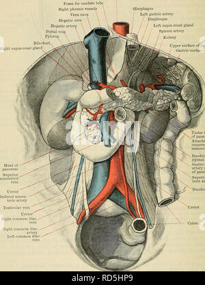 . Cunningham il libro di testo di anatomia. Anatomia. 1204 il sistema digestivo. espressa come segue :-testa (Fig. 946) risiede nella concavità del duodeno, con la vena cava inferiore e aorta addominale dietro di esso; il corpo attraversa l'Aorta Fossa per lobo caudato destro navi phrenic vena cava vena epatica epatica Portale arte vei Pylor bile-condotto diritto supra-ghiandola renale^ (esofago sinistra arteria gastrica sinistra diaframma supra-ghiandola renale arteria splenica Rene superficie superiore del pancreas / superficie gastrica di milza. Vena testicolare uretere" comune destra destra iliaca comune arteria iliaca comune di sinistra Foto Stock